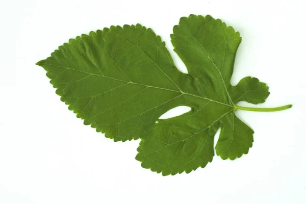 Πράσινο φύλλο του φυτού σε λευκό φόντο — Φωτογραφία Αρχείου