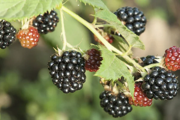 Bio-saftige frische Brombeeren auf einem Zweig und verschwommene grüne Blätter. Bush mit schön reifenden Brombeeren. Viele süße schwarze Beeren und unreife rote Beeren im Garten. — Stockfoto