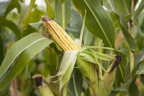 Kukorica a pályán. Mezőgazdasági üzemek növénytermesztésben — Stock Fotó