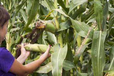 Tarlada yeşil mısır koçanlarının hasadı