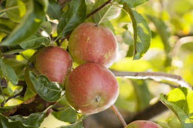 Yarım kırmızı elma bahçede bir dalı asmak