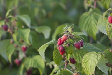 kırmızı ahududu meyveleri dalları asmak. dut ile ahududu ekimi ahududu çalı.
