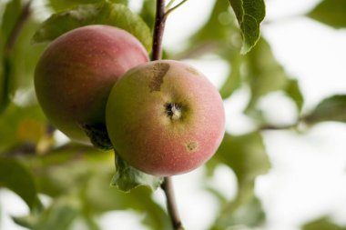 Bahçedeki ağaçta kırmızı elmalar