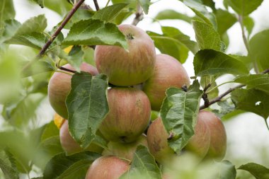 Bahçedeki ağaçta kırmızı elmalar