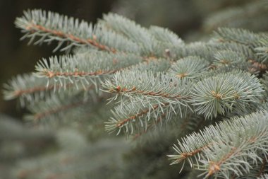 Noel ağacı, tatilde, Noel ağacı nın şubesi, iğneli taze yeşil köknar ağacı. Yeni Yıl konsepti
