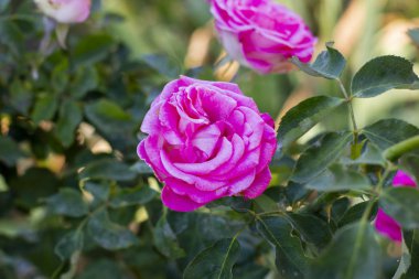 Canlı pembe gül, çeşitli Özel Yıldönümü, doğal bir bahçe ortamında büyüyen.