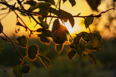 Sabah gündoğumu arka planda elma yaprakları siluetleri