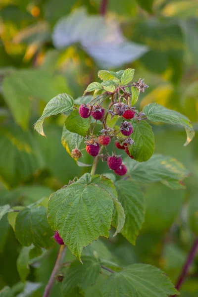 Közelről az érett málna a kertben. Vörös édes bogyók növekvő málnás bokor gyümölcskertben. — Stock Fotó