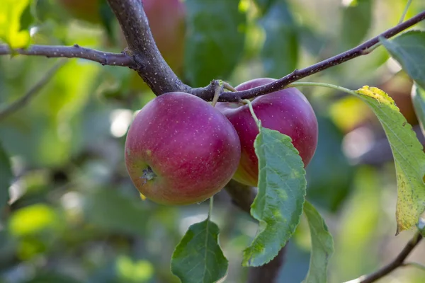 Dalda kırmızı elmalar, yakın çekim. Hasat edilmeye hazır bir daldaki bir demet kırmızı elma. Seçici odaklama