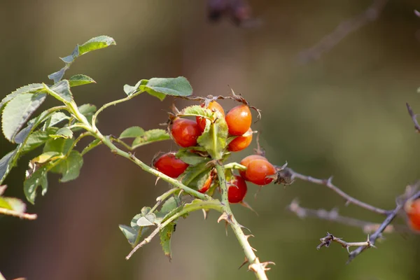 Olgun Briar meyve, doğada vahşi Kuşburnu çalı. Köpek-gül berry yakın çekim. — Stok fotoğraf