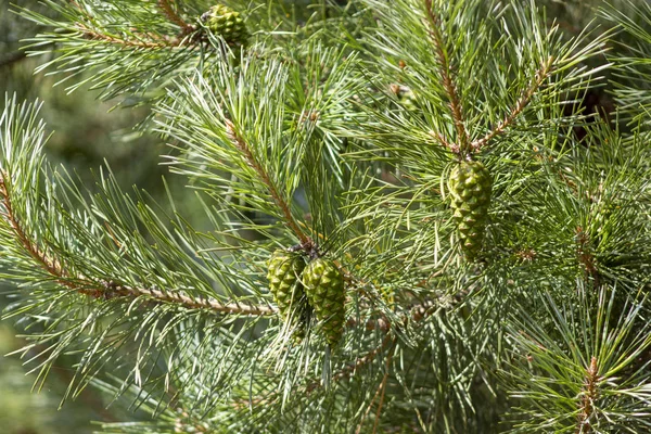 Tak met groene kegels op een zonnige dag. — Stockfoto