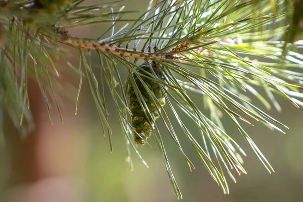 Tak met groene kegels op een zonnige dag. — Stockfoto