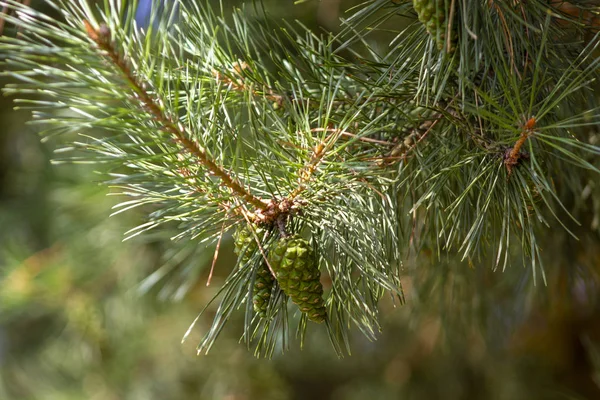Güneşli bir günde yeşil koniler ile Şube.