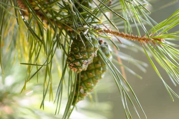 Güneşli bir günde yeşil koniler ile Şube.