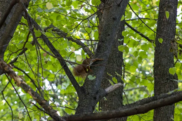 Squirrel jumps on a branch in the forest.