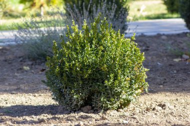 Bush beyaz arkaplanda izole edildi, Kesme Yollu Nesneler