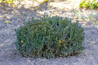 Bush beyaz arkaplanda izole edildi, Kesme Yollu Nesneler