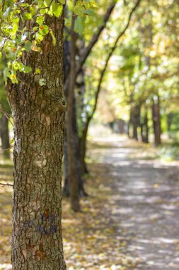 Sonbahar parkındaki ağaç. Sonbahar parkında patika
