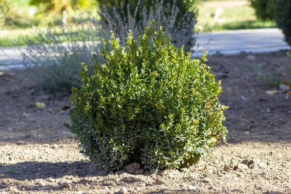 Bush beyaz arkaplanda izole edildi, Kesme Yollu Nesneler