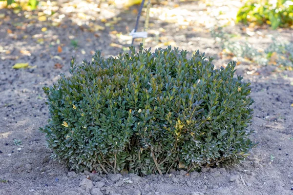 Bush beyaz arkaplanda izole edildi, Kesme Yollu Nesneler