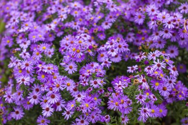 Güneşli bir yaz gününde bahçedeki güzel mor alp astarı.