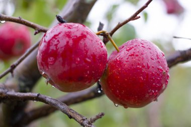Büyük olgun elma kümeleri yoğun bir elma bahçesinde bir ağaç dalına asılmış. Çiy damlası. Vitaminler. Vejetaryen