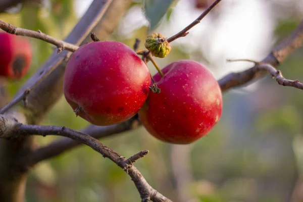 リンゴ園の木の枝に大きな熟れたリンゴの塊が吊るされています落下傘ビタミンだベジタリアン — ストック写真