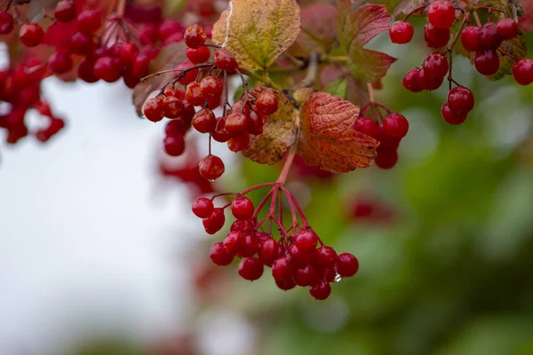 Bahçedeki kırmızı viburnum dalı. Viburnum viburnum opulus böğürtlen ve sonbaharda dışarı çıkar. Bir dal üzerinde kırmızı viburum meyveleri — Stok fotoğraf
