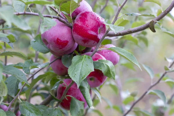 Florina, bazen Querina, ev yapımı elmanın kış çeşidi yağmurun çiğ taneleriyle kaplı bir dalda olgunlaşmış meyve. Vitaminler. Vejetaryen yemeği. Seçici odak.