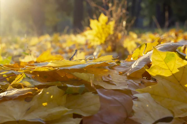 Hojas de arce amarillo en el suelo al amanecer. Mañana otoño. Octubre —  Fotos de Stock