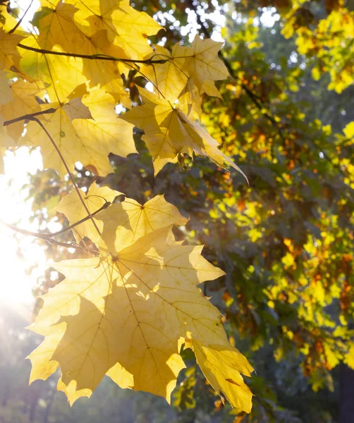 El arce se va en la rama al sol de la mañana. Amanecer, Otoño. Octubre . —  Fotos de Stock