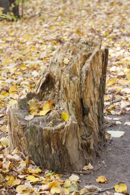 Sarı sonbahar akçaağaç yaprağını kapayın eski bir çürük ağaç kütüğüne, manzaraya.