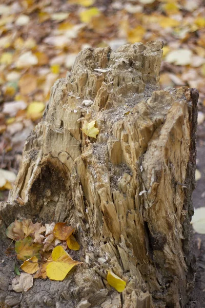 Feche acima a folha caída amarela do bordo do outono em um toco podre marrom velho da árvore, paisagem . — Fotografia de Stock