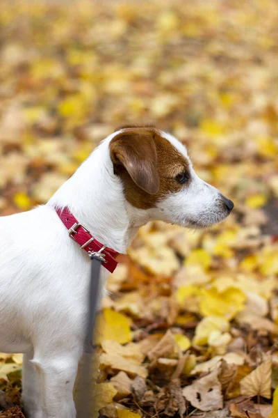 Prachtige Jack Russell terriër zit alleen in gele bladeren. Herfst in de tuin laat de hond uit in het park. oktober. — Stockfoto