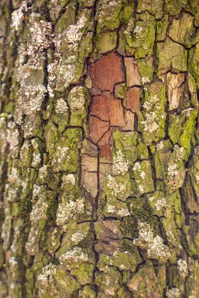 Corteza de árbol agrietada, fondo natural textura marrón . —  Fotos de Stock