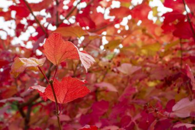 Kırmızı viburnum yaprakları. Sonbahar güneşli bir gün. Ekim. Arkaplan.