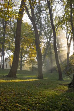 Parkta sisli ağaçlar arasında sabah güneşleri.