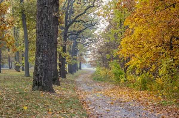 Camina por el bosque. Hojas amarillas, paisaje otoñal . —  Fotos de Stock