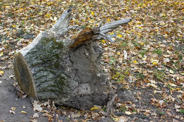 Gammalt rotad stubbe på höstlöv. — Stockfoto