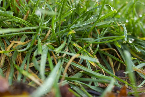 Erba verde e secca in rugiada con chiusura — Foto Stock