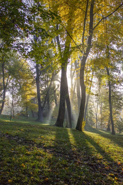 Ochtend zonnestralen tussen bomen met lichte mist in het park. — Stockfoto