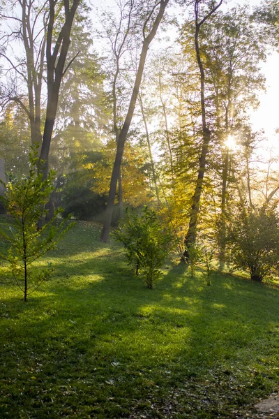 Ochtend zonnestralen tussen bomen met lichte mist in het park. — Stockfoto