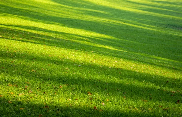 Leaves falling from tree on green grass. Shadow with tree on green lawn. Field background with green texture — Stock Photo, Image