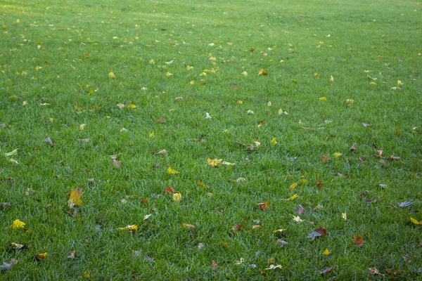 Blätter fallen von Baum auf grünem Gras. — Stockfoto