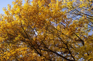 Ağaçta mavi gökyüzü olan sarı yapraklar