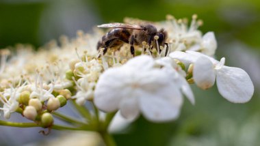 Viburnum çiçeklerinin arılar tarafından polenlenmesi.