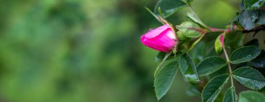 Çiçek açan bir gül tomurcuğuyla Panorama.