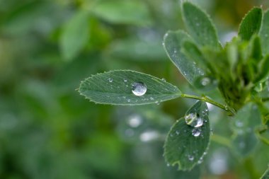 Yonca yapraklarındaki çiğ damlaları. Hayvan yemi olarak kullanılan ot