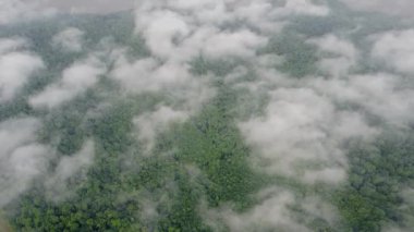 Yoğun ormanlar üzerinde uçan bulutlar, bulutların üzerindeki bir kuadkopterden alınan video..