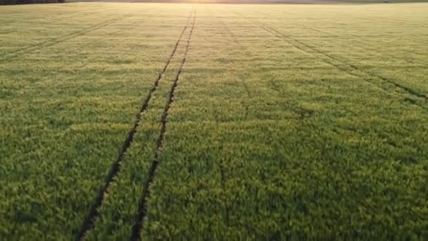 Volar Sobre Campo Trigo Huellas Gente Los Cultivos Trigo Verde — Vídeos de Stock